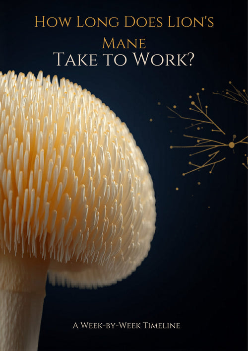 How long does Lion's Mane take to work — Neurovitality week-by-week timeline